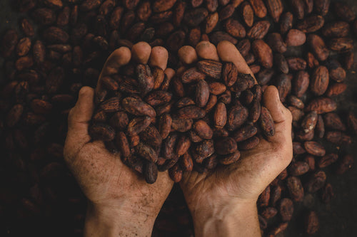 cacao beans